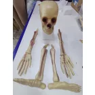 Nagyméretű csontváz darabok, parti kellék, dekoráció (műanyag) - Halloween - ÚJ