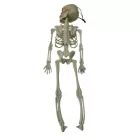 Felakasztható csontváz, kb 43 cm hosszú, parti kellék, dekoráció (műanyag) - Halloween - ÚJ
