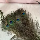 20 db, kb 30 cm hosszú pávatoll, dekoráció vagy jelmezkiegészítő - ÚJ