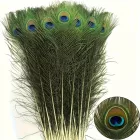 12 db, kb 50 cm hosszú pávatoll, dekoráció vagy jelmezkiegészítő - ÚJ