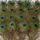 20 db, 45-50 cm hosszú pávatoll, dekoráció vagy jelmezkiegészítő - ÚJ